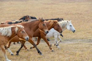 属马犯太岁怎么化解 属马犯太岁化解方法最全攻略