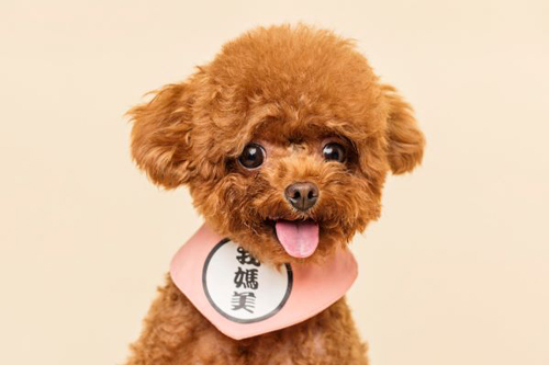 属狗本命年运势如何 属狗本命年运势详解与化解