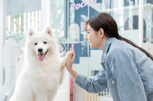 属狗的人花心吗 属狗人对感情专一吗