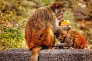 属猴人内向还是外向 属猴人的性格偏内向还是外向