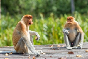 属猴人的优点和缺点 属猴人优缺点全面总结
