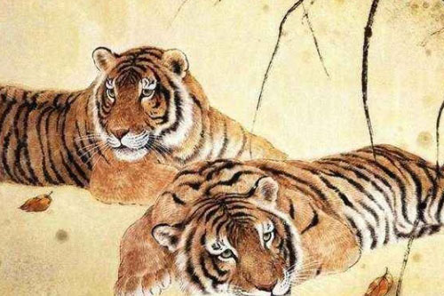 属虎的性格大全 属虎人性格特点合集